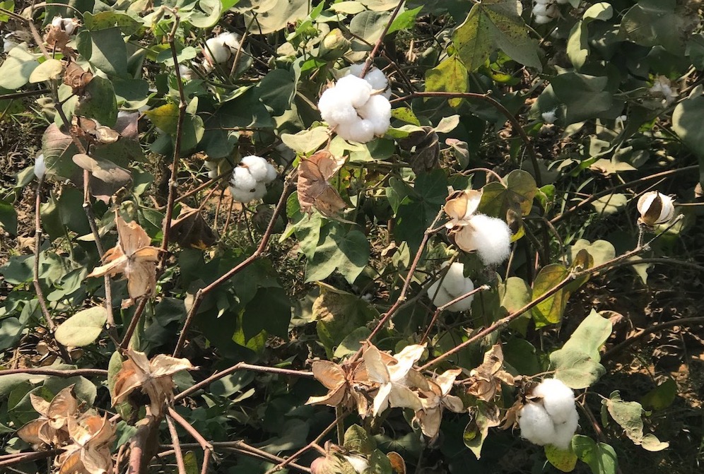 alternative textile organic cotton