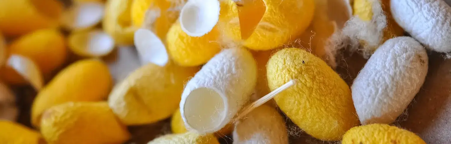 silkworm cocoons