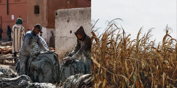 animal leather versus vegan leathe